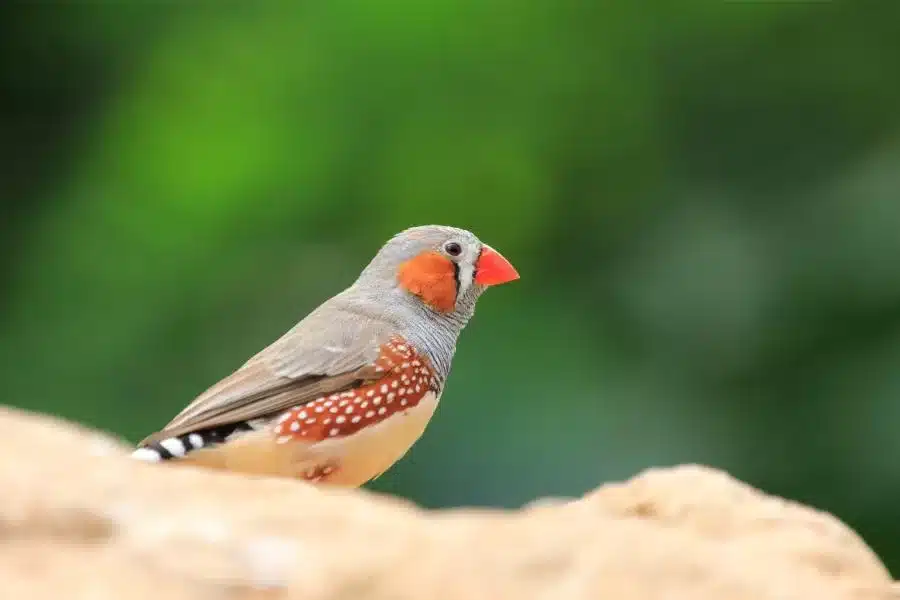 Pássaro mandarim: conheça essa espécie colorida