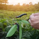 Como controlar o mandarová na mandioca?