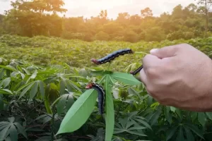 Como controlar o mandarová na mandioca?