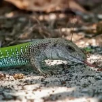 O calango-verde: um réptil fascinante