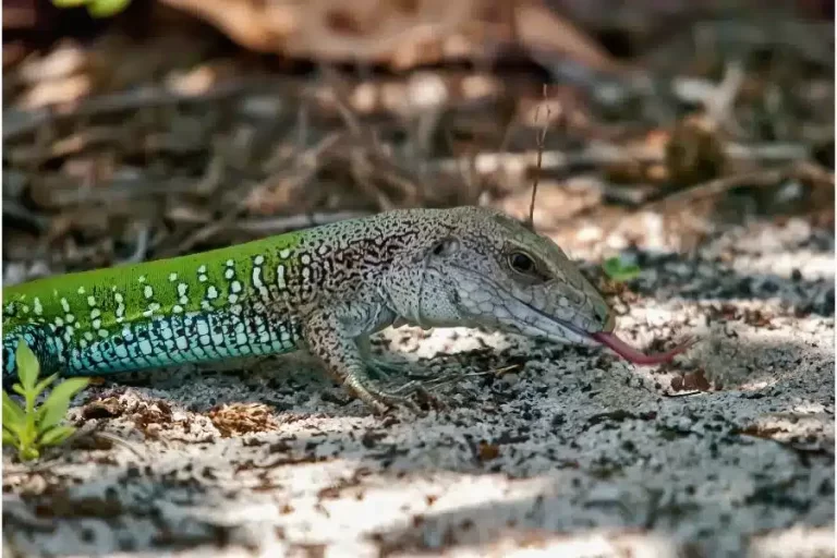 O calango-verde: um réptil fascinante