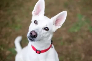 Por que os cachorros inclinam a cabeça para os lados?