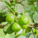 Como lidar com as folhas murchas em limoeiros e laranjeiras