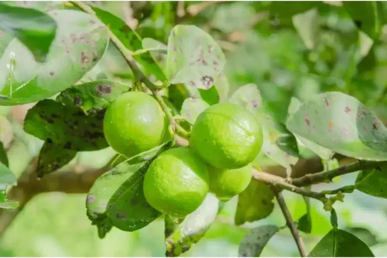 Como lidar com as folhas murchas em limoeiros e laranjeiras