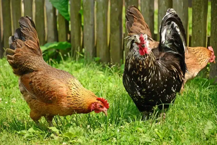 Quais os benefícios de criar galinhas em casa?