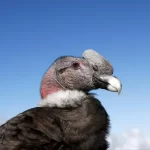 Condor andino: o majestoso rei dos céus dos andes