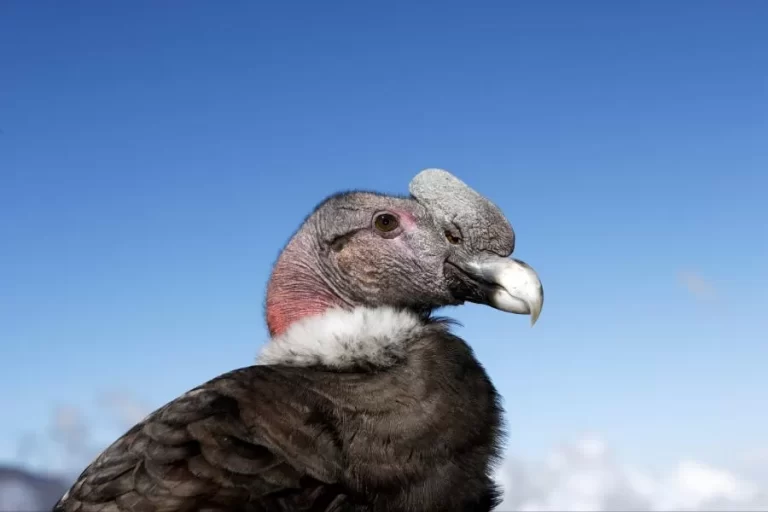 Condor andino: o majestoso rei dos céus dos andes