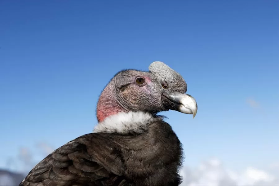 Condor andino: o majestoso rei dos céus dos andes