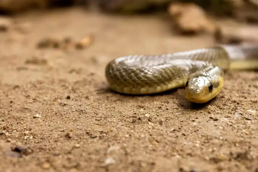 A cobra d'água: uma serpente adaptada ao ambiente aquático