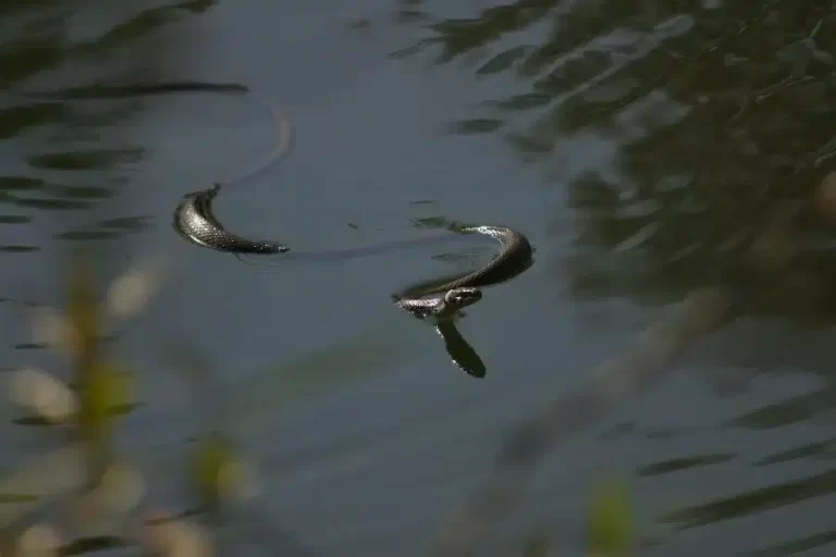 A cobra d'água: uma serpente adaptada ao ambiente aquático