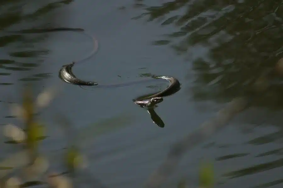 A cobra d'água: uma serpente adaptada ao ambiente aquático