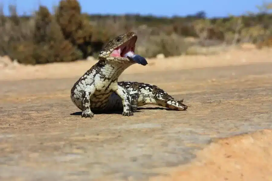 O lagarto de língua azul: um réptil fascinante