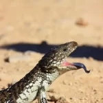 O lagarto de língua azul: um réptil fascinante