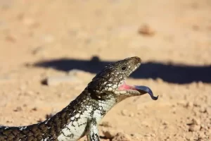 O lagarto de língua azul: um réptil fascinante