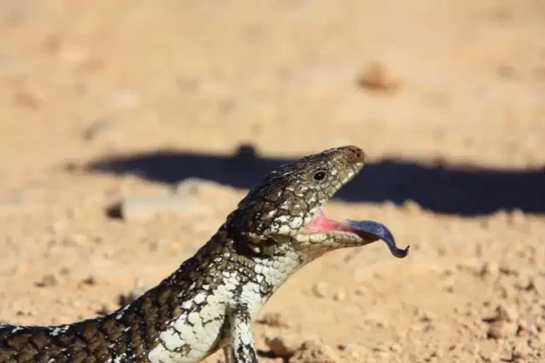 O lagarto de língua azul: um réptil fascinante