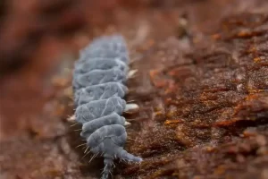 Colêmbolos: pequenos insetos com um grande impacto