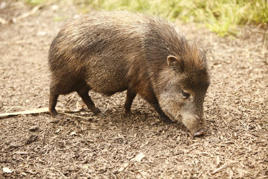 Caititu: conhecendo essa espécie de porco selvagem