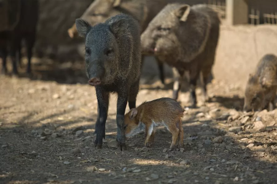 Caititu: conhecendo essa espécie de porco selvagem