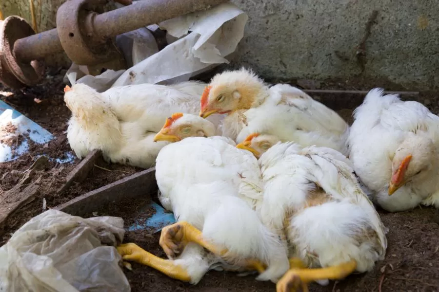 Gripe aviária: entendendo a doença que afeta aves e seres humanos