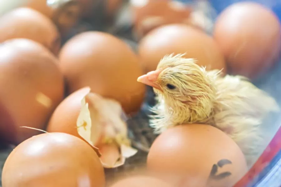 Incubação de ovos de galinha