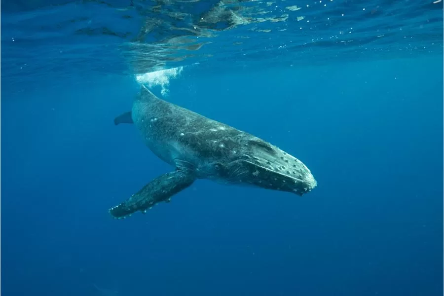 Baleia jubarte: conheça as características e curiosidades