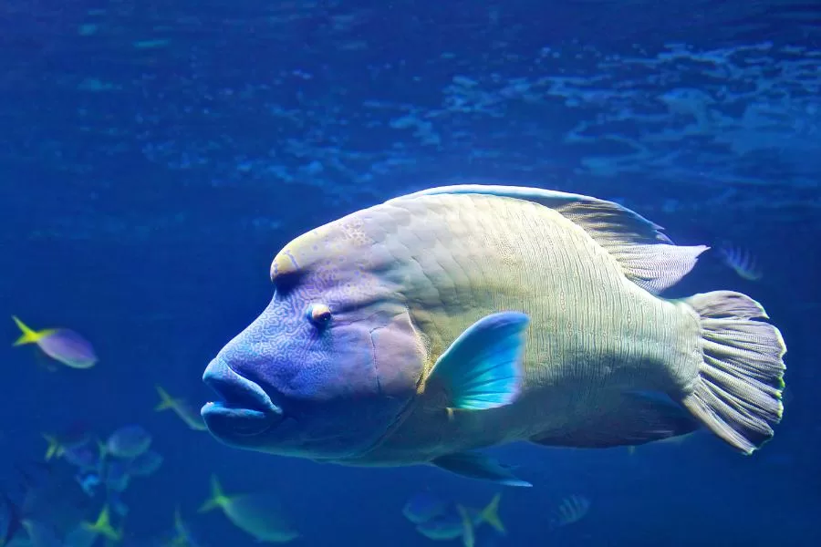 Bodião Asiático: um peixe de beleza exótica