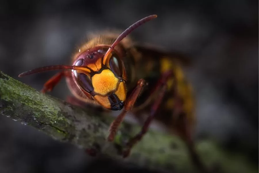 As vespas mandarinas: beleza e perigo em um só inseto!