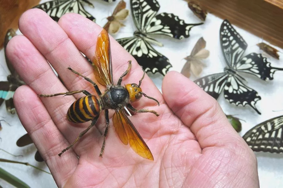 As vespas mandarinas: beleza e perigo em um só inseto!