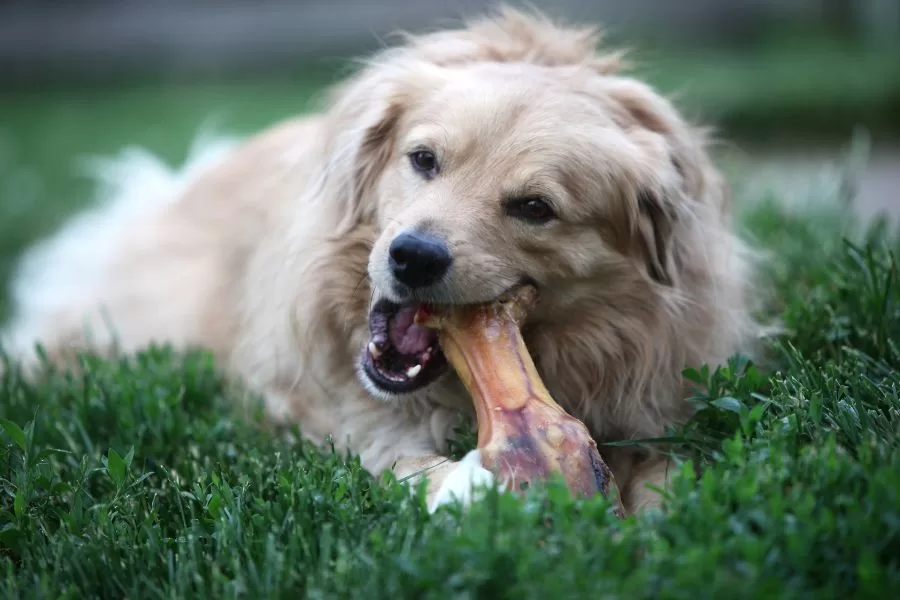 Por que os cachorros gostam de ossos?