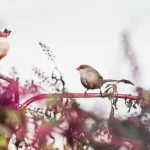 O bico de lacre: conheça esse pássaro colorido