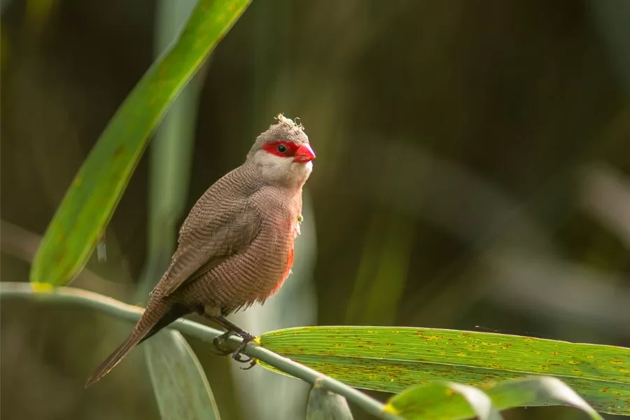 O bico de lacre: conheça esse pássaro colorido