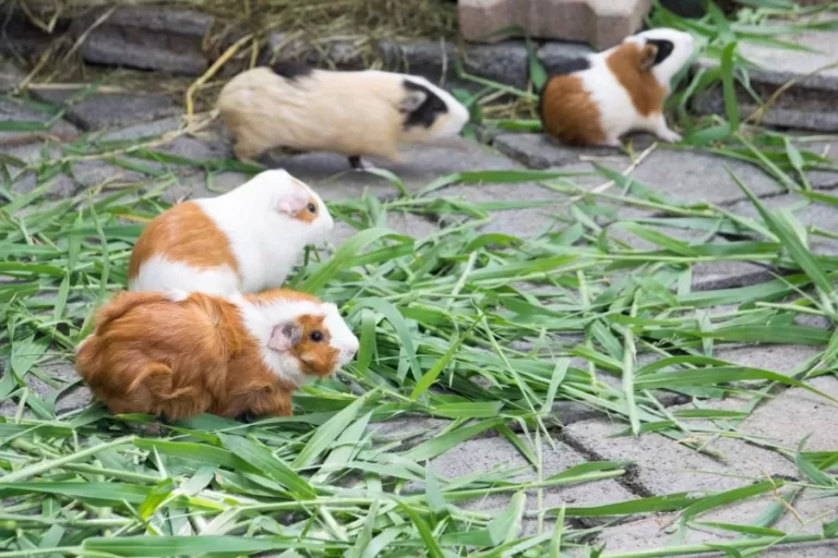 Como criar um porquinho-da-Índia feliz e saudável