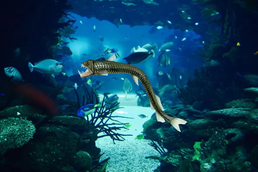 Chauliodus: conheça o terrível peixe abissal das profundezas oceânicas