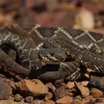 As cobras mais perigosas da Amazônia