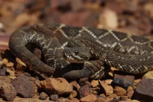 As cobras mais perigosas da Amazônia