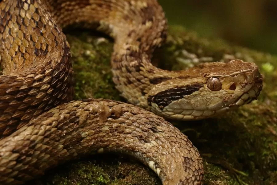 As cobras mais perigosas da Amazônia