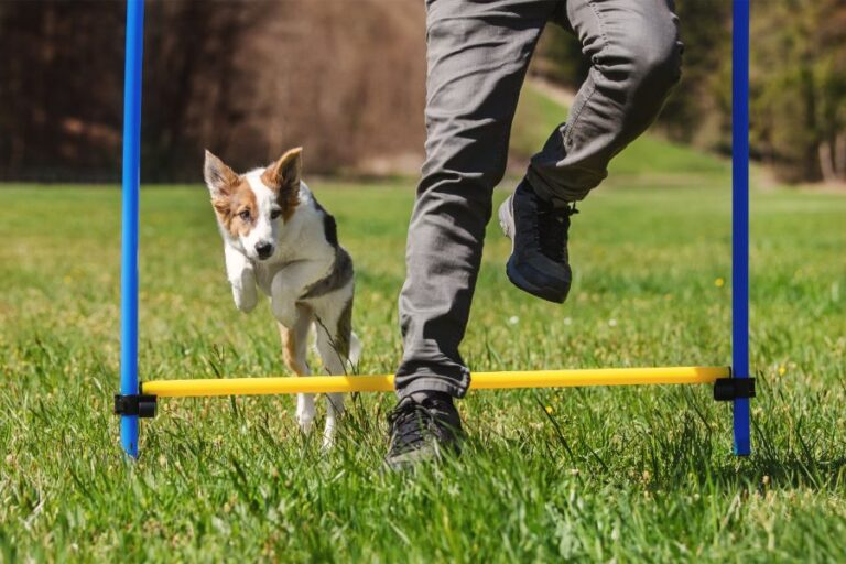 Dicas e técnicas para treinar cachorros e gatos