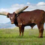 Watusi: majestade e encanto africano