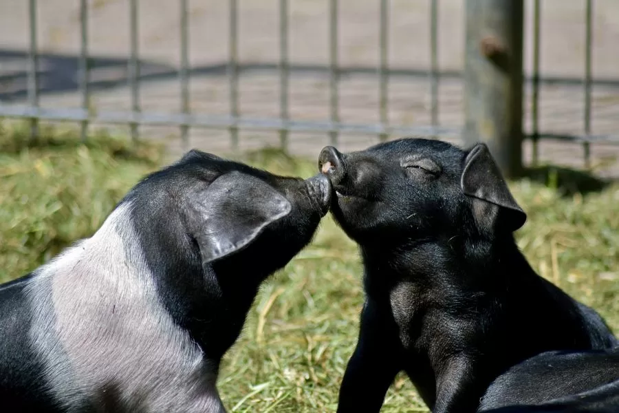 Raças de porcos: conheça a diversidade