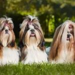 Tipos de tosas para shih tzu