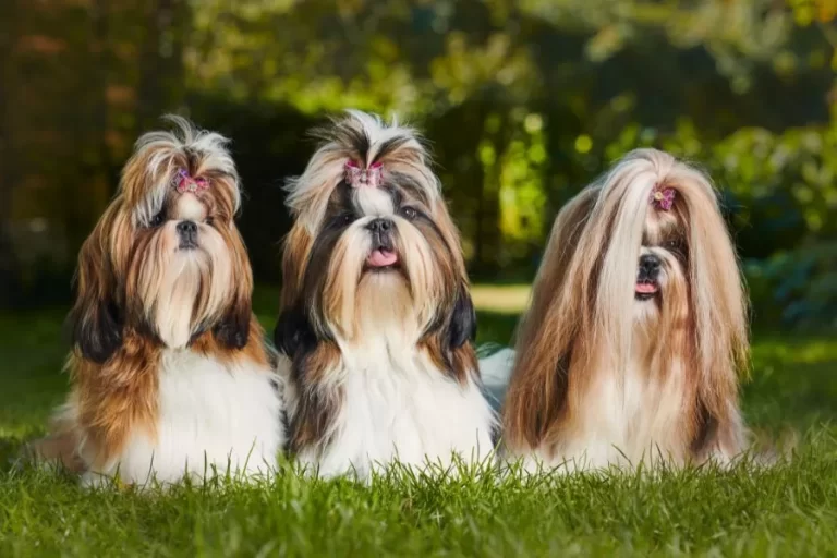 Tipos de tosas para shih tzu