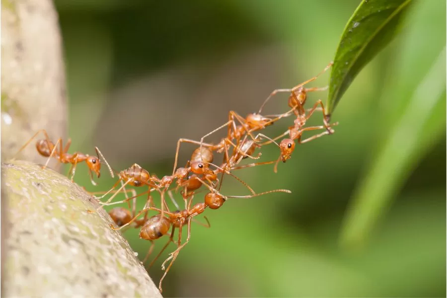 Os segredos das formigas