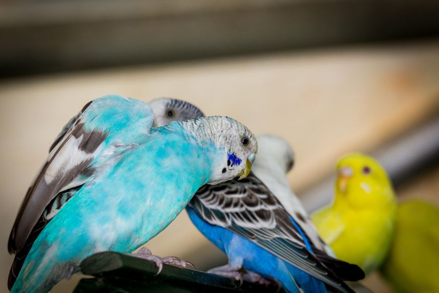 Pássaros de estimação: companheiros para alegrar sua vida