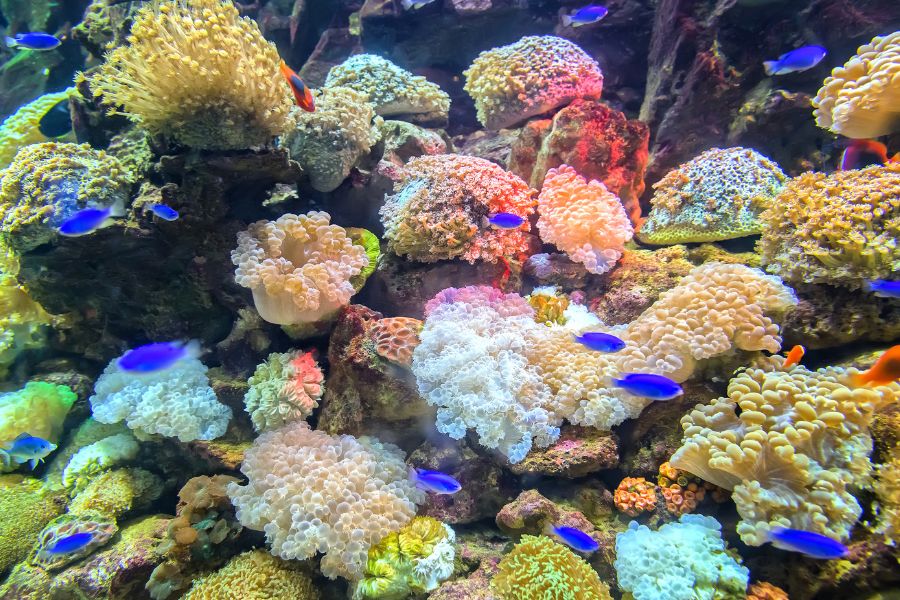 A importância dos recifes de coral: um lar vibrante e essencial