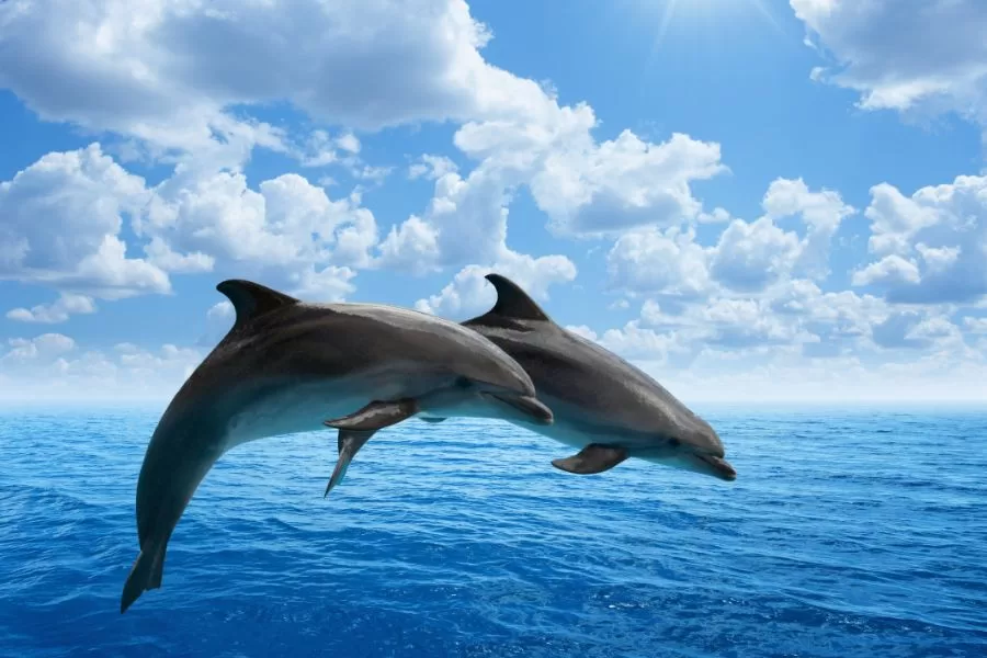Desvendando os mistérios dos golfinhos