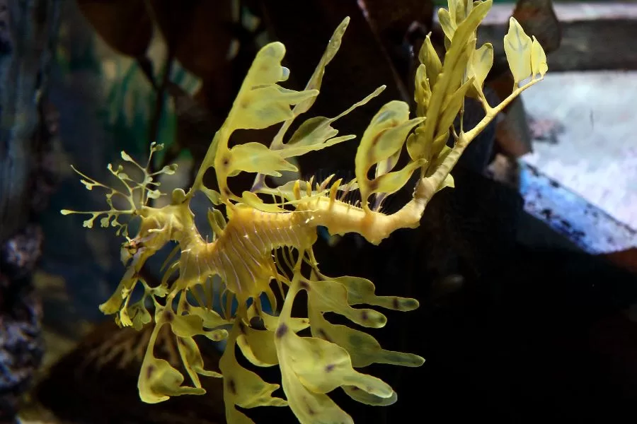 Dragões do mar: explorando a fascinante vida dos seres marinhos