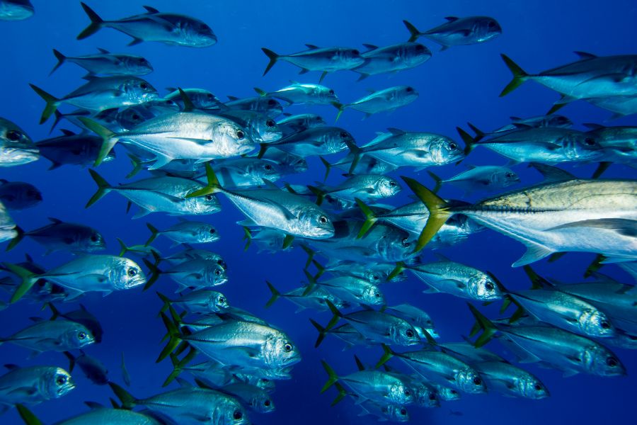 Curiosidades sobre peixes: descobrindo o mundo subaquático