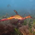 Dragões do mar: explorando a fascinante vida dos seres marinhos