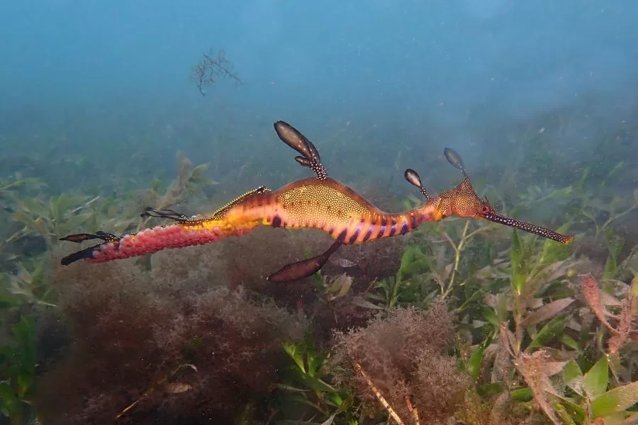 Dragões do mar: explorando a fascinante vida dos seres marinhos