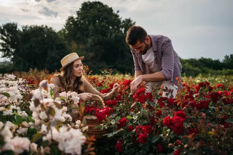 Como plantar rosa: um guia passo a passo